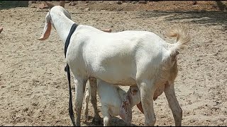 Baby goat is 31 days old drinking milk it is a very funny video watch it fully [upl. by Anewor]