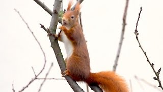 Eichhörnchen knabbert am Baum [upl. by Giamo254]