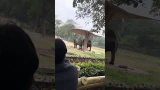 Hathi mere sathi zoology park Delhi [upl. by Webb659]