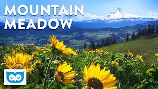 Relaxing Meadow and Mountain with Ambient Nature Sounds for Calming and Focus [upl. by Razaele]