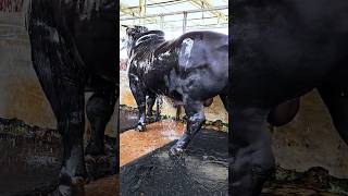 1 ton black bull from Brownies Ranch [upl. by Goltz758]