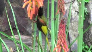 Golden winged sunbird [upl. by Daile]