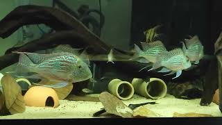 Geophagus sveni WC amp Company 09282024 [upl. by Anaeerb]