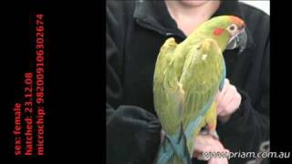 Redfronted Macaw Ara rubrogenys 2674 priamcomau [upl. by Faustine]