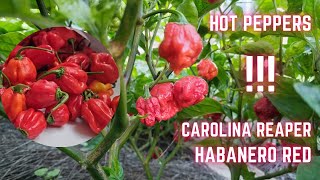 Carolina Reaper and Habanero Red [upl. by Adnhoj]