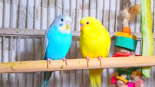 Cute Pet Budgies Chirping 35 Hr Nature Parakeets Bird Sound to Reduce Stress [upl. by Zucker182]