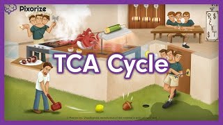 TCA Cycle Mnemonic for MCAT [upl. by Ldnek]