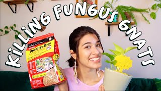 TWO Effective Ways to Kill Fungus Gnats for GOOD  How I Got Rid of Fungus Gnats On My House Plants [upl. by Boyse629]