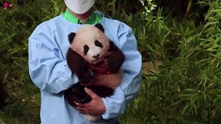 This is Fu Bao the first panda born in South Korea [upl. by Ahsiyn]