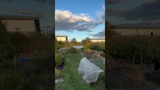 Uk allotments ukgrower [upl. by Cherian]