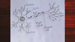 Nerve Cell Diagram Structure of Neurons Step by step labelled diagram Neuron Cell Diagram [upl. by Etep]