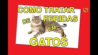 Como Tratar de Feridas em Gatos [upl. by Junno]