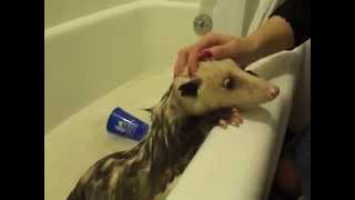 opossum bath time [upl. by Elynad]