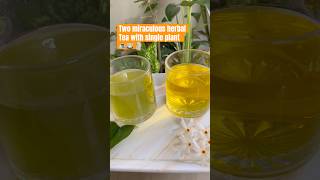 Parijat Miracle Tea  Herbal tea  Harshringar Plant youtubeshorts viralshort parijat herbaltea [upl. by Ginnie427]