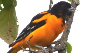 Baltimore Oriole Bird Call  Song  Sounds [upl. by Mccourt]