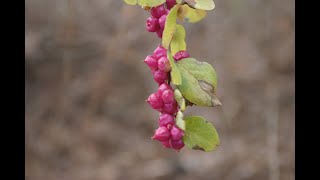 Coralberry Symphoricarpos orbiculatus [upl. by Lorelie]