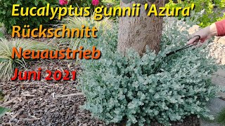 Eucalyptus gunnii Azura  JuniUpdate [upl. by Undry741]