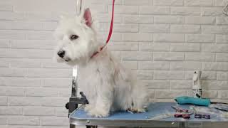 West Highland White Terrier Dog Video [upl. by Tyree131]