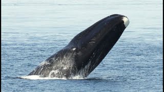 Facts The Bowhead Whale [upl. by Lalittah]