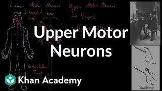 Upper amp Lower Motor Neurons and Lesion Effects [upl. by Eram]