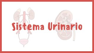 ANATOMÍA  Sistema urinario riñones vejiga uretra y uréteres  Blasto Med [upl. by Ivette345]