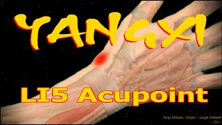 LI5  Yangxi Acupoint  Large Intestine Meridian  Acupressure VIKUDO [upl. by Naret]