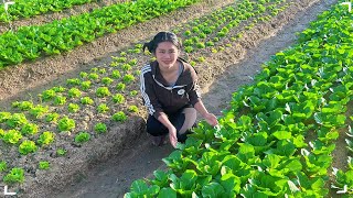 Village Life  Gardening in the Community GardenClearing Overgrown Pathsand Cooking Vegetarian Pho [upl. by Kempe569]