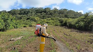 controle de ervas daninhas no milho com herbicida atrazina  atomizador costal kawashima [upl. by Letnoj]