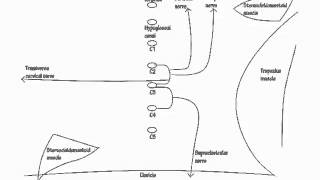 cervical plexus  Draw it to Know it  Neuroanatomy Tutorial [upl. by Karina]