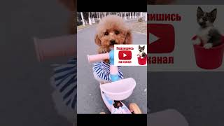 On a scooter cat memes india yt youtube funny freefire shorts short shortvideo animals [upl. by Etom]