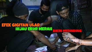 BEGINILAH EFEK GIGITAN ULAR HIJAU EKOR MERAH  TRIMERESURUS ALBOLABRIS [upl. by Aznola638]