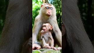 Sovana FamilyAmber group babymonkeymonkey short videos [upl. by Thalassa]