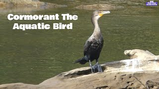 Cormorant The Aquatic Bird cormorants wildlife river [upl. by Bega]