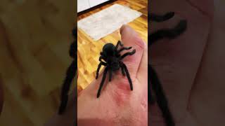 Grammostola pulchra  🖤The Brazilian Black Velvet Tarantula🖤🕷️Juvenile black tarantula [upl. by Lothar]