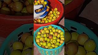 Jujube Fruit Tree Birds and Squirrel Resthouse  Harvesting of Fruits Only 50 drkakfood [upl. by Malin]