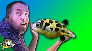 How to care for FRESHWATER PUFFER FISH  Dwarf Puffer Pea Puffer Puffer Fish Mbu Puffer [upl. by Bailey]