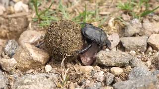 Scarabeo stercorario  Scarab Beetle Scarabaeus sacer [upl. by Yrreiht]