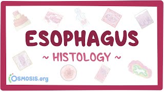 Esophagus Histology [upl. by Lelah700]