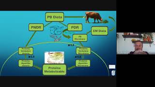 Clase Práctica Proteína Metabolizable en rumiantes 03092020 [upl. by Dowski671]