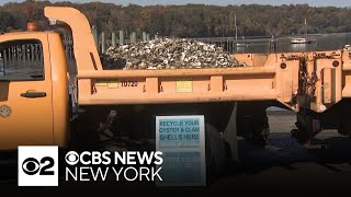 Shells from Long Islands Oyster Festival will be recycled back into harbors [upl. by Arrad766]