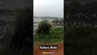 Kolleru Lakebirdsbeautiful locationtrending shorts kolleru birdworldtelugubesttrendingshorts [upl. by Delwyn]