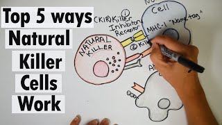 Natural Killer cells  Top 5 ways Natural Killer cells work [upl. by Broida]