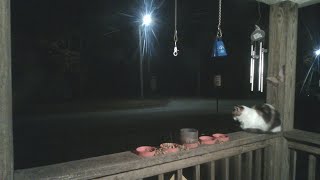 All Along the Watchtowerraccoondynasty LiveCrittercam [upl. by Russia]