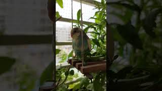 Baby parakeet relaxing 😎 parakeets budgies birds birdslover budgiesparakeet babybirds parrot [upl. by Hallock336]