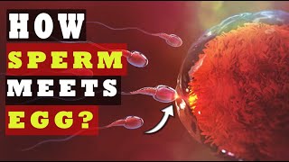 How Sperm Meets an Egg to Fertilize  How Fast Sperm Travels to the Egg SCIENCE EXPLAINED [upl. by Rellia]