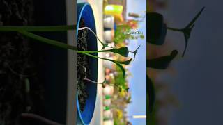 WINTER FLOWERING SAPLINGS dholida nature saplings shorts viralvideo [upl. by Morie]