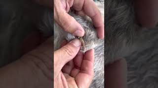 3 cyst on my dog [upl. by Estella587]