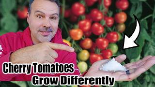 Grow Cherry Tomatoes in a Container [upl. by Weigle677]