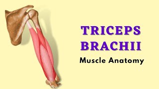 Triceps Brachii Muscle Anatomy  Posterior Arm Muscle  Doctor Speaks [upl. by Aninaig]