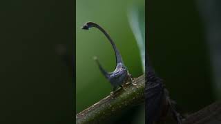 A bug fashion show 🪲 PlanetEarth3 Treehoppers [upl. by Hanala]